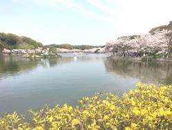 池越しの桜の風景